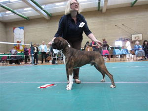 Graduate Dog