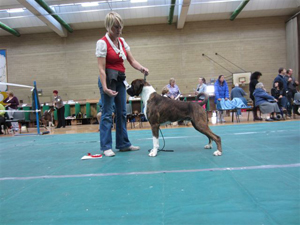 Yearling Dog